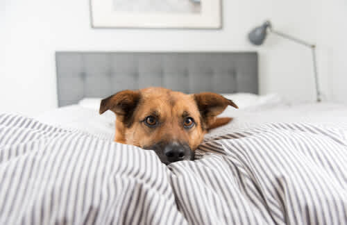 La Tercera Ola de Domesticación Canina: ¿Estamos Transformando a Nuestros Perros?