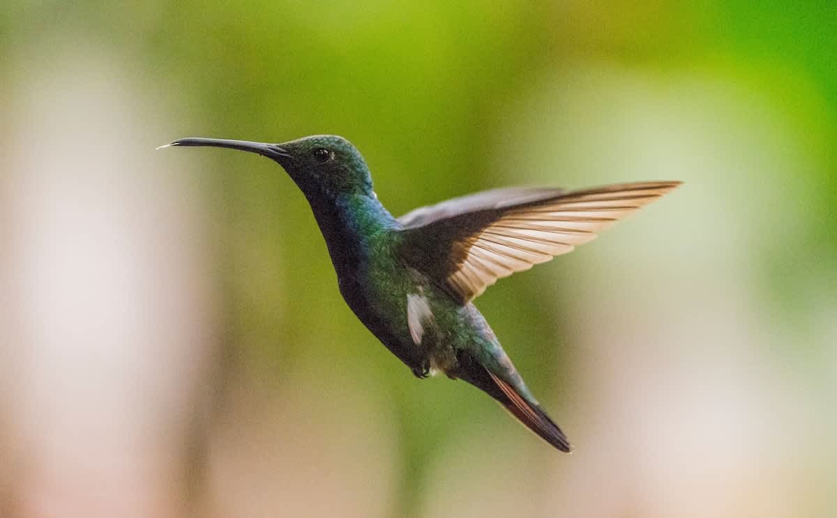 Los colibríes prosperan con un estilo de vida extremo. He aquí cómo lo hacen