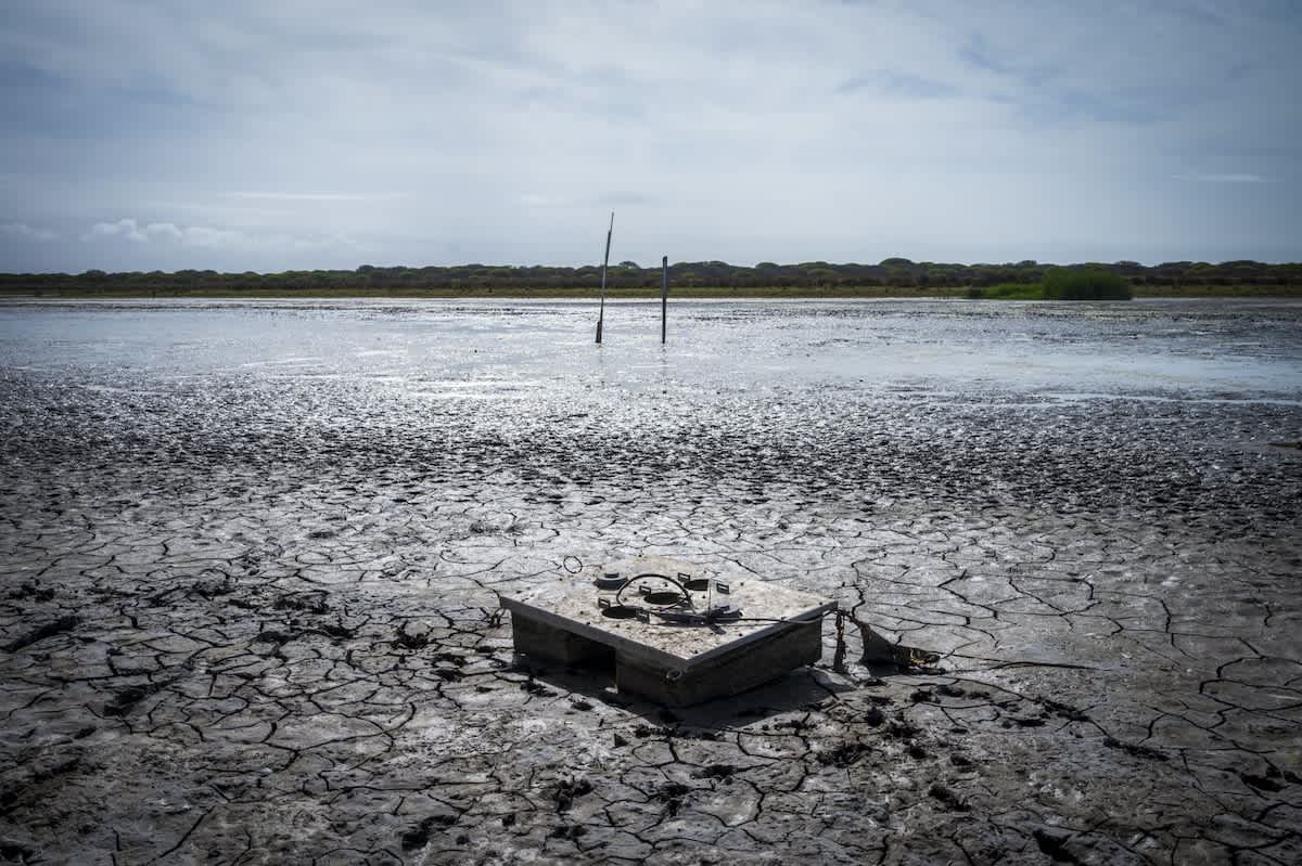 Doñana registró la cifra más baja de aves acuáticas de la historia en enero de 2024