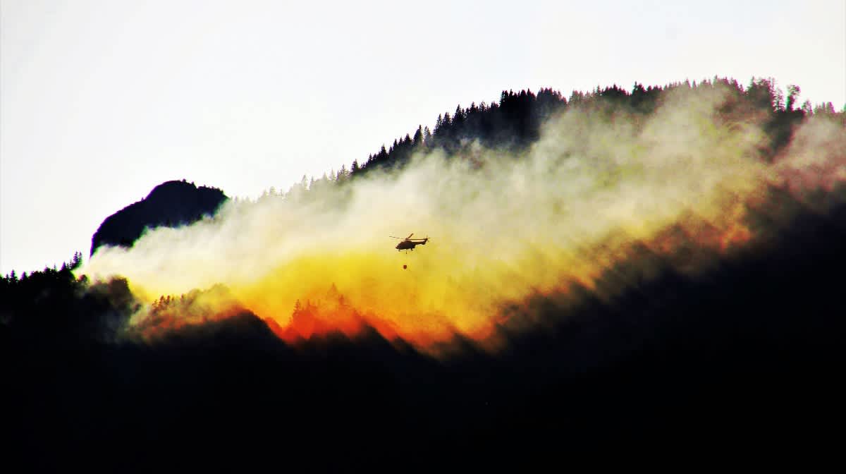 Esto es lo que pasa con la vida silvestre durante los incendios