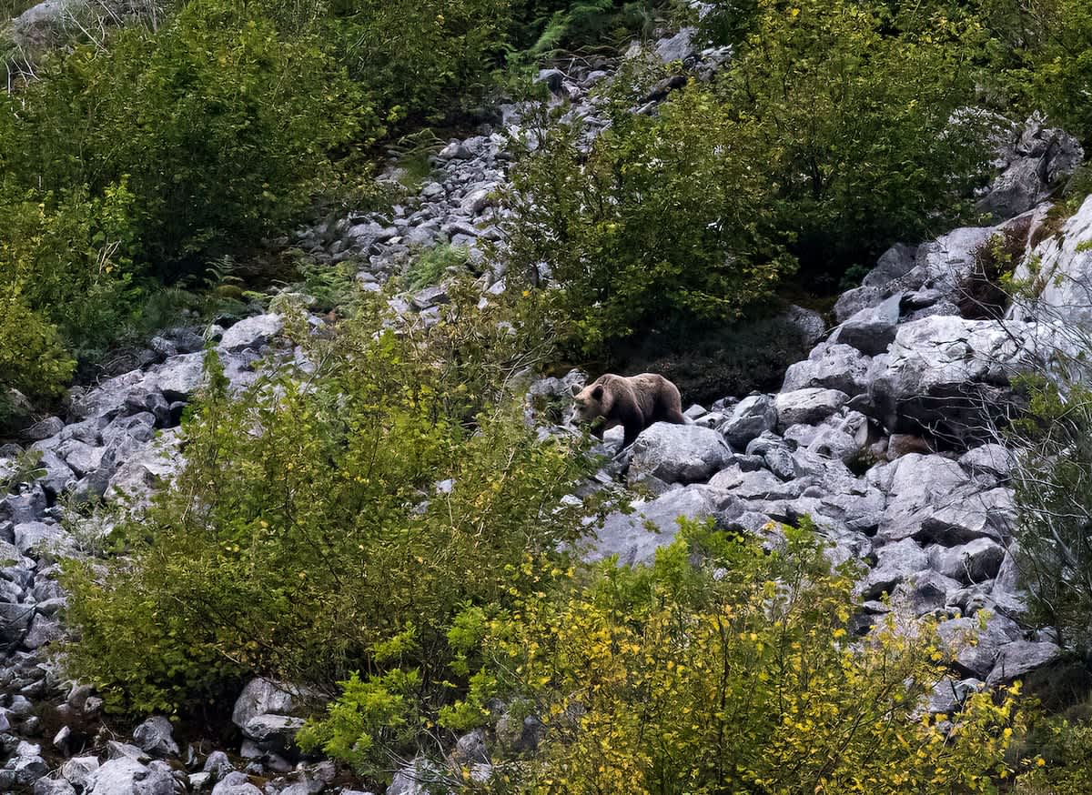 El Gobierno paraliza un parque eólico de Repsol en León por su impacto ambiental en una zona de osos y urogallos