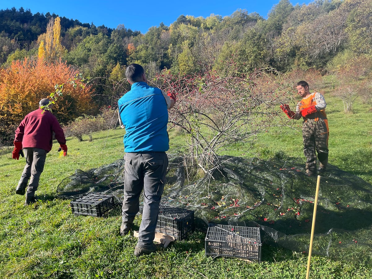 Proyecto Plantas Olvidadas: Kétchup de endrino o galletas de bellota para proteger los bosques