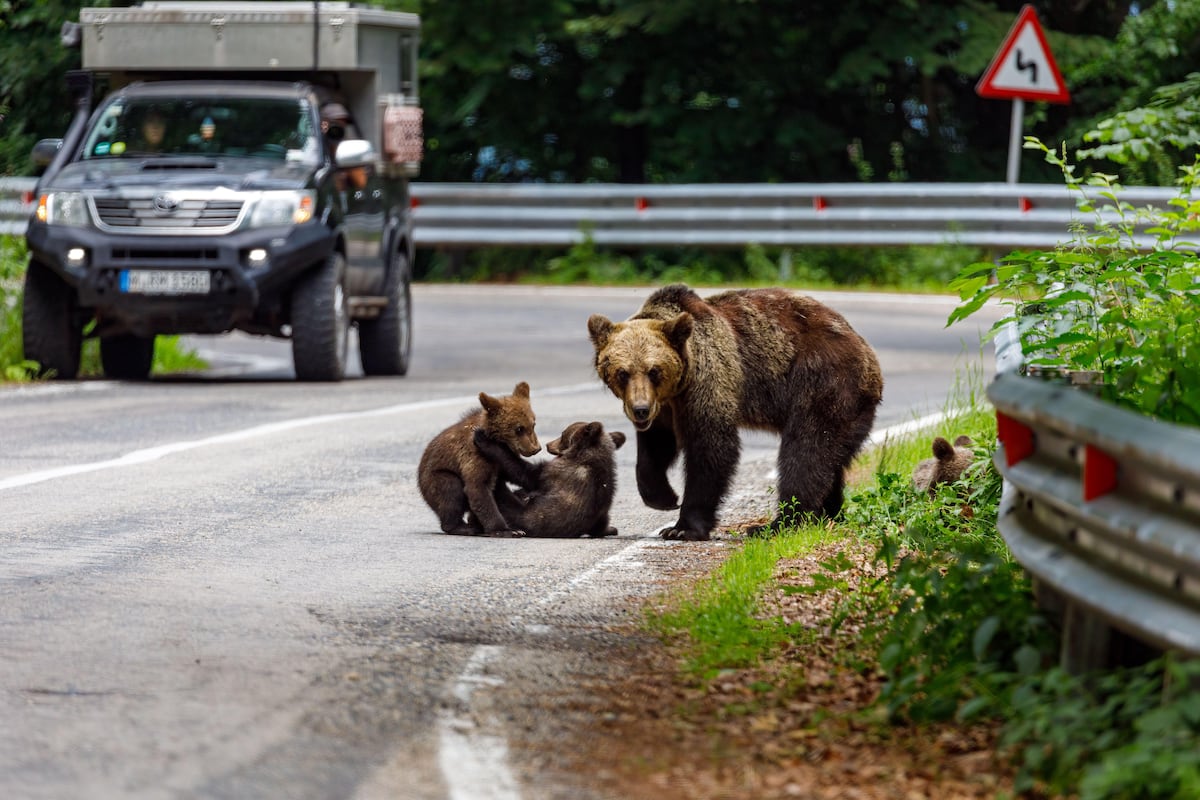 La persecución del oso avanza en Europa: Rumania solicita a la UE su desprotección