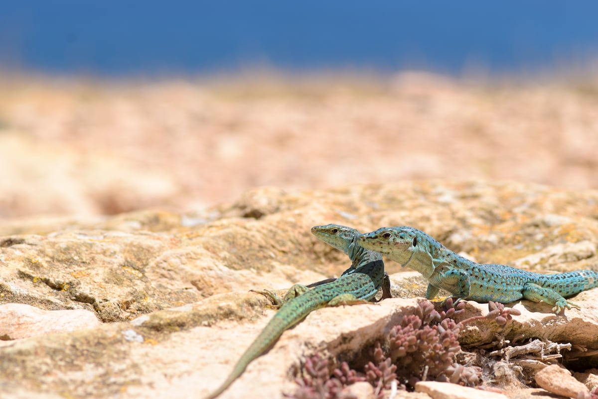 Ibiza se queda sin lagartijas: la serpiente invasora que se las come ocupa ya el 90% de la isla y llega a nado a los islotes