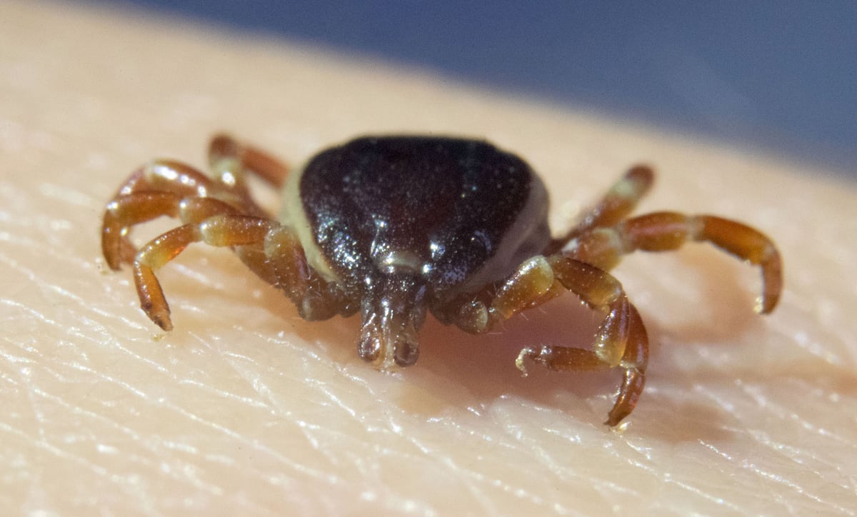 ¿Hay más garrapatas? Ganan territorio y hay cosas que no debes hacer si te pican