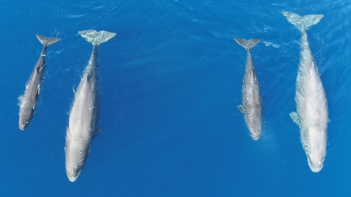 España ampliará sus reservas marinas y protegerá la enorme ‘guardería’ de cachalotes al norte de Menorca