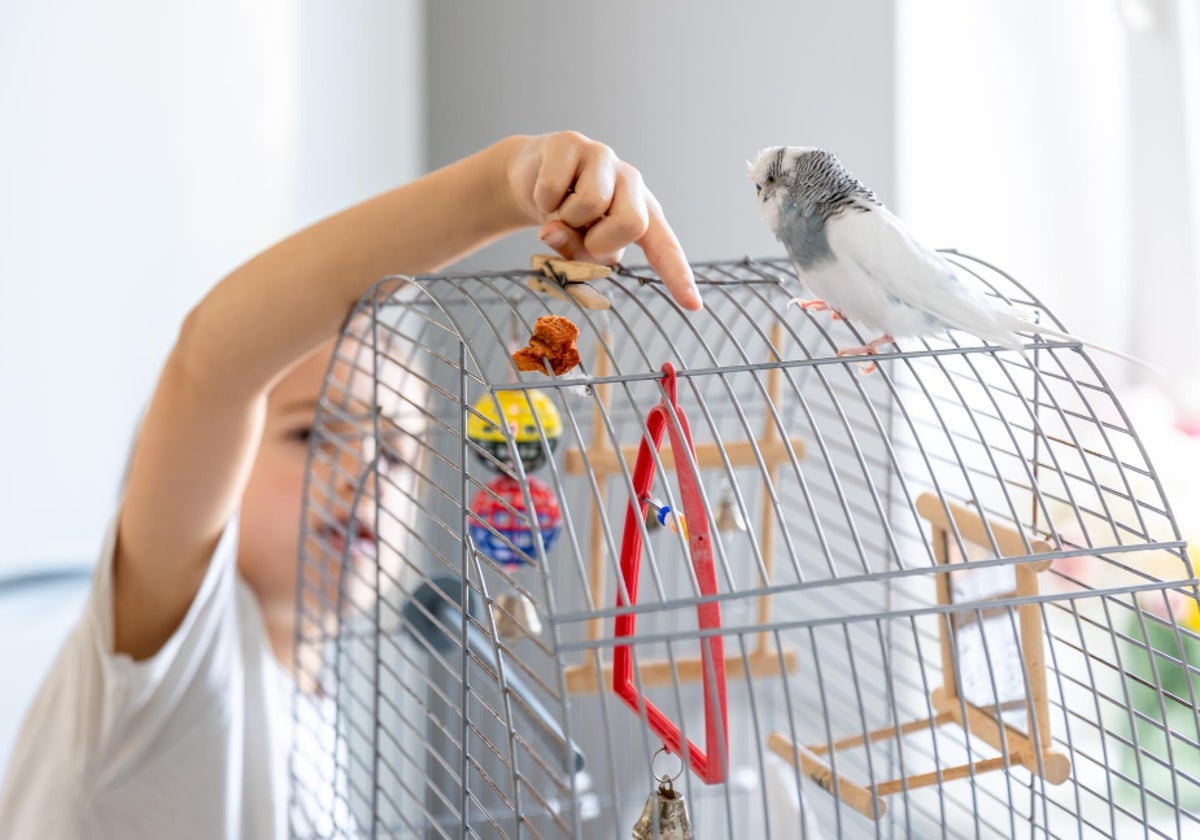 Los mejores juguetes para  pajaritos domésticos. ¡Diviértete con ellos!