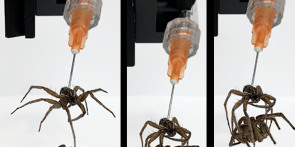 Las aplicaciones crecientes de los ‘necrobotics’, convertir cadáveres de arañas muertas en robots biohíbridos