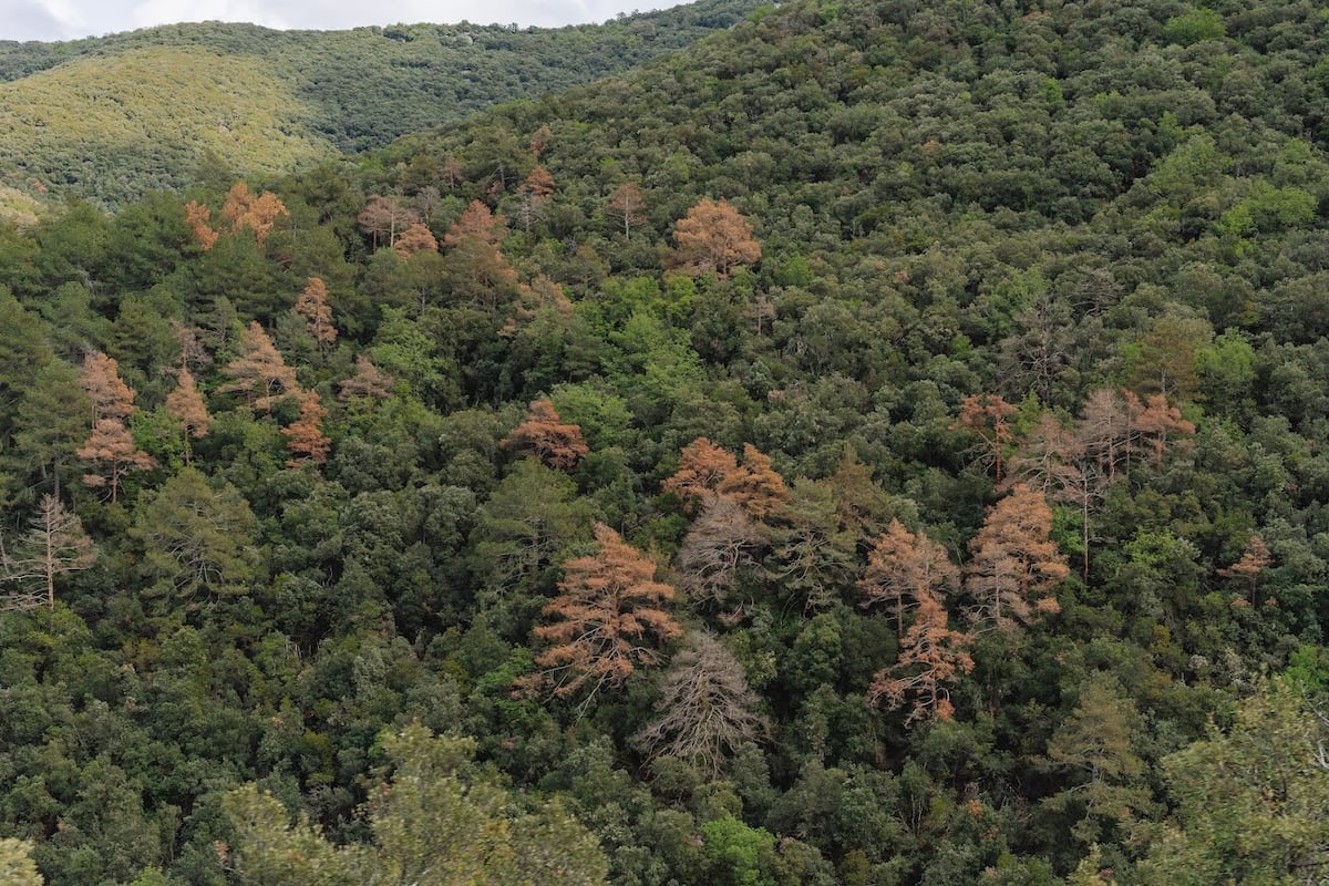 La muerte sin llamas de los árboles: investigadores advierten de la degradación de los bosques por el clima