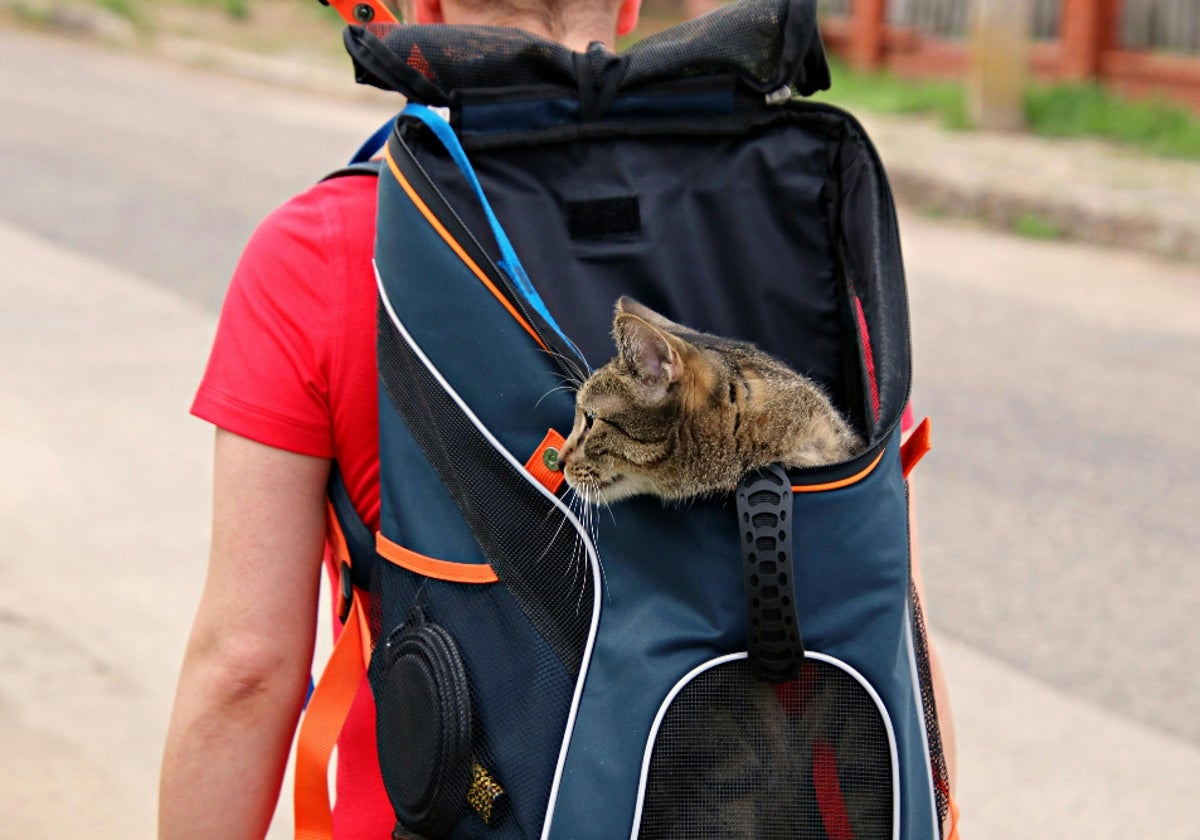 Lleva a tus amigos peludos a cualquier parte  con estas mochilas