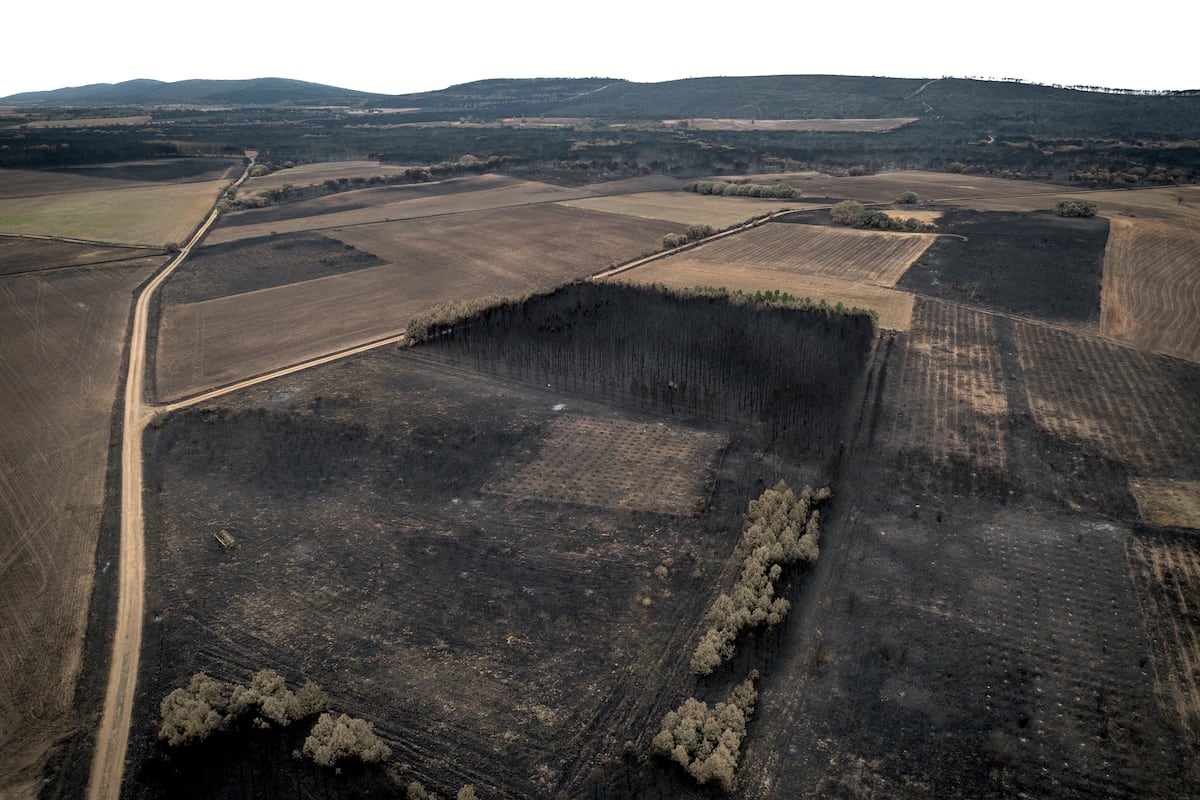 La hora de la gestión forestal tras la oleada de incendios: “Llevamos 60 años de abandono rural”
