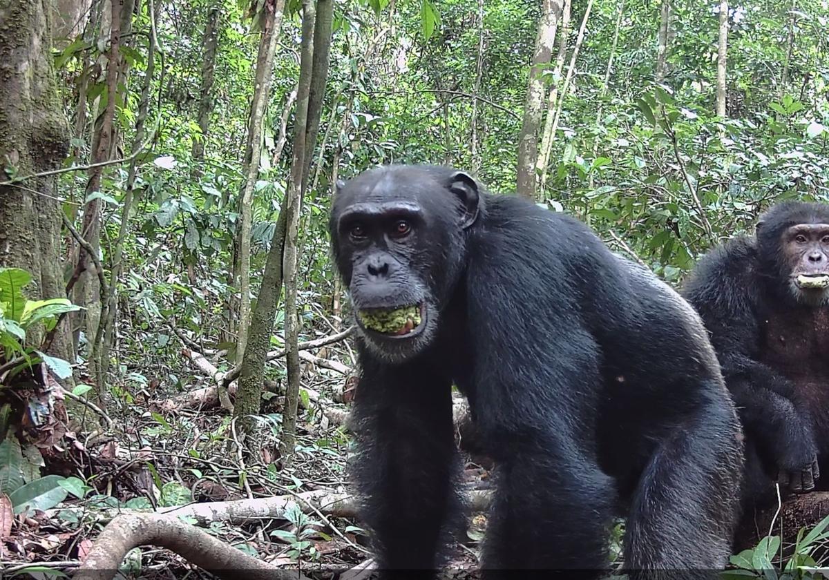 Los chimpancés toman el alcohol equivalente a al menos dos cervezas diarias