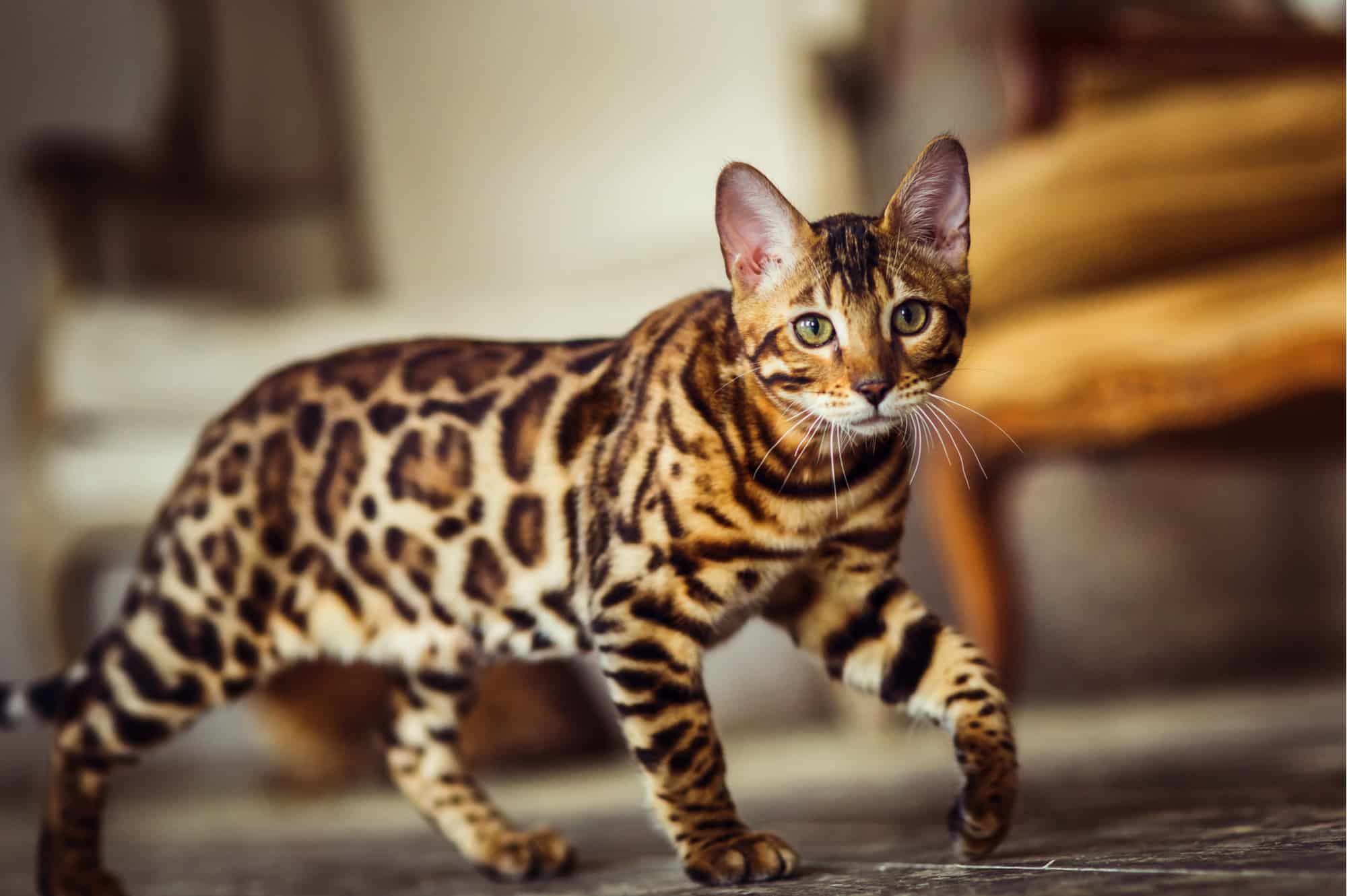 Cyber Scam Alert: Searching “Are Bengal Cats Legal in Australia?” Exposes Users to Attacks