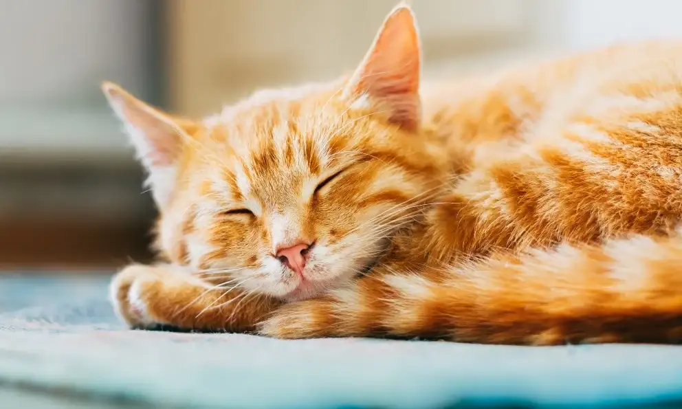 The Personality of Orange Cats: Myths and Realities