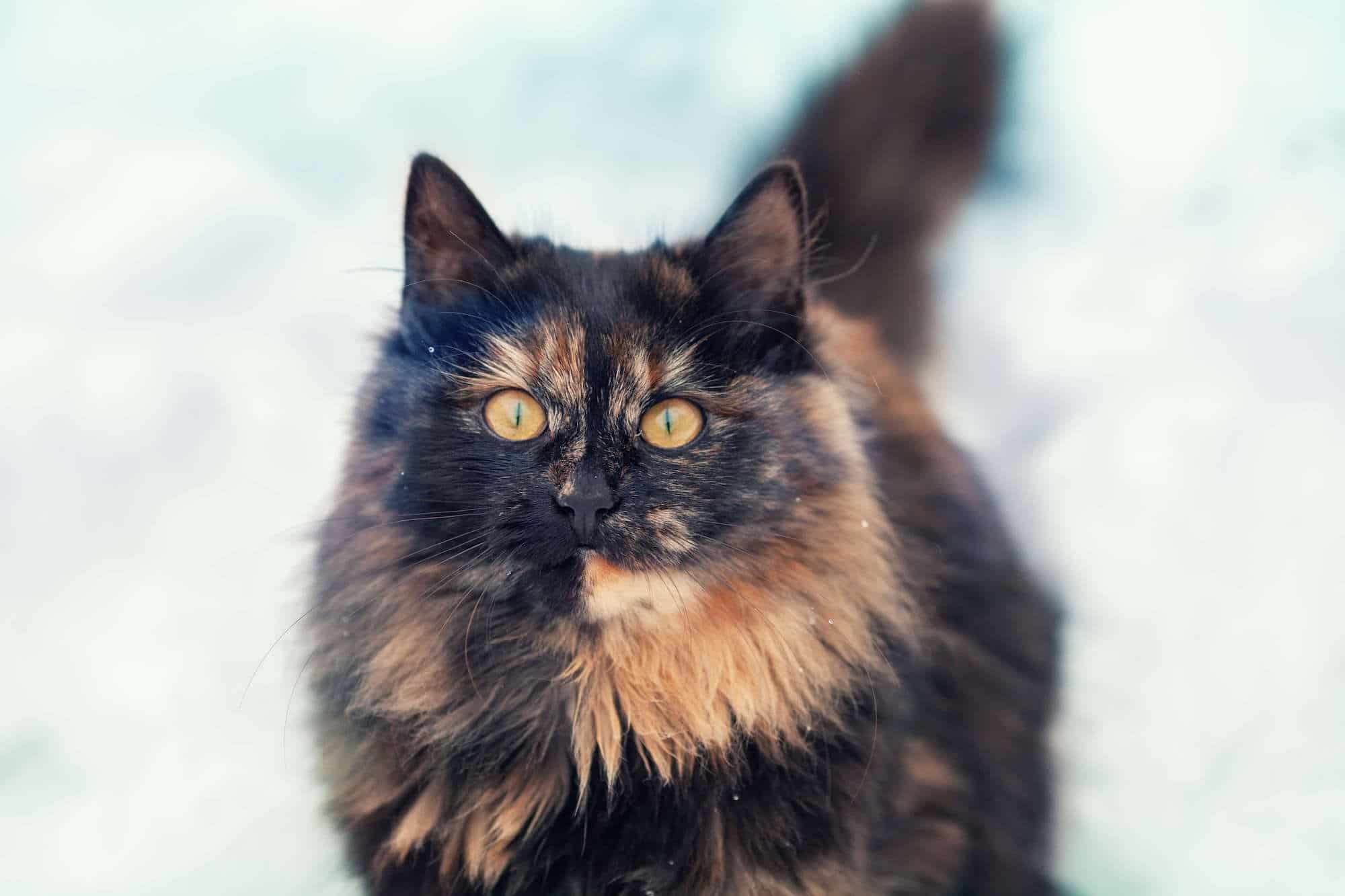 Tortoiseshell cats has captivated cat enthusiasts worldwide