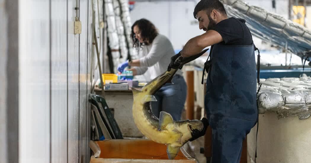 Amid Israel-Hezbollah Crossfire, Fish Farmers Stay Put