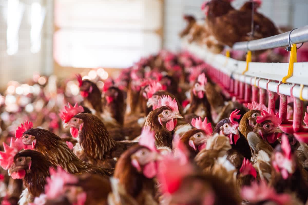 U.S. Has First Case of Severe Bird Flu, CDC Confirms in H5N1 Update