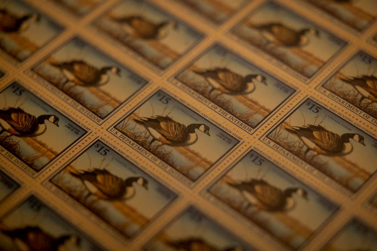 How the Duck Stamp Became One of the Most Successful Conservation Tools in U.S. History