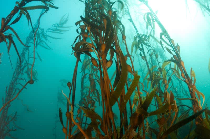 New study reveals seaweed’s hidden climate benefits