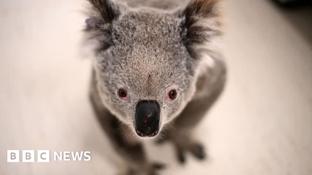 Chlamydia could make koalas extinct. Can a vaccine save them in time?