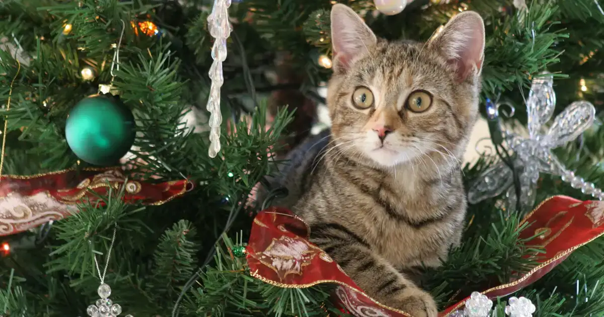 Por qué los gatos se obsesionan con el árbol de Navidad