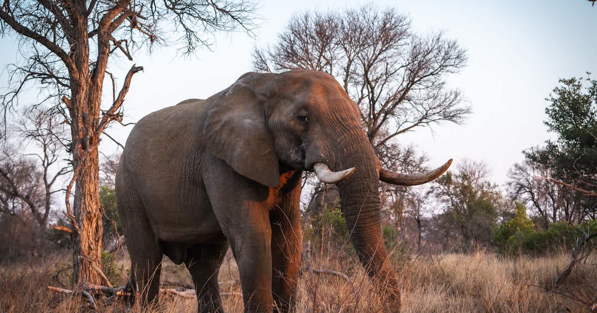 Long silenced, an African park roars back to life