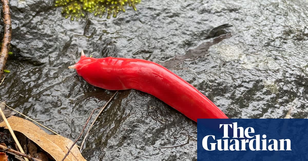 Giant pink slug makes a comeback on extinct volcano in NSW national park