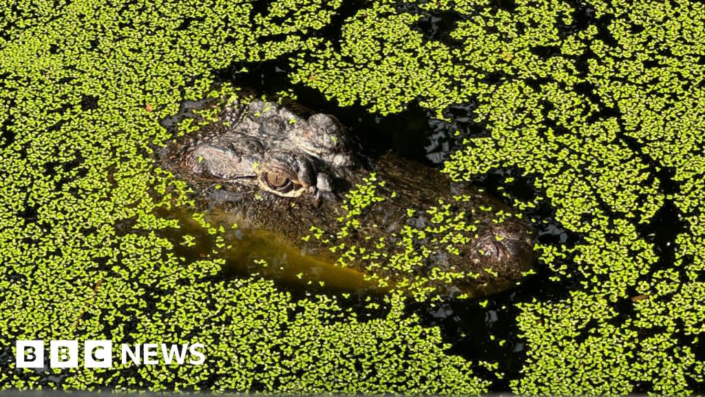 ¿Conservar o eliminar? La vida en la capital australiana de los cocodrilos