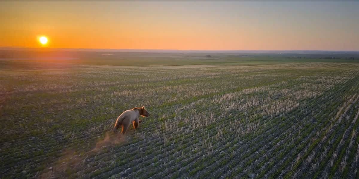 How Drones Can Train Bears to Stay Away from Humans