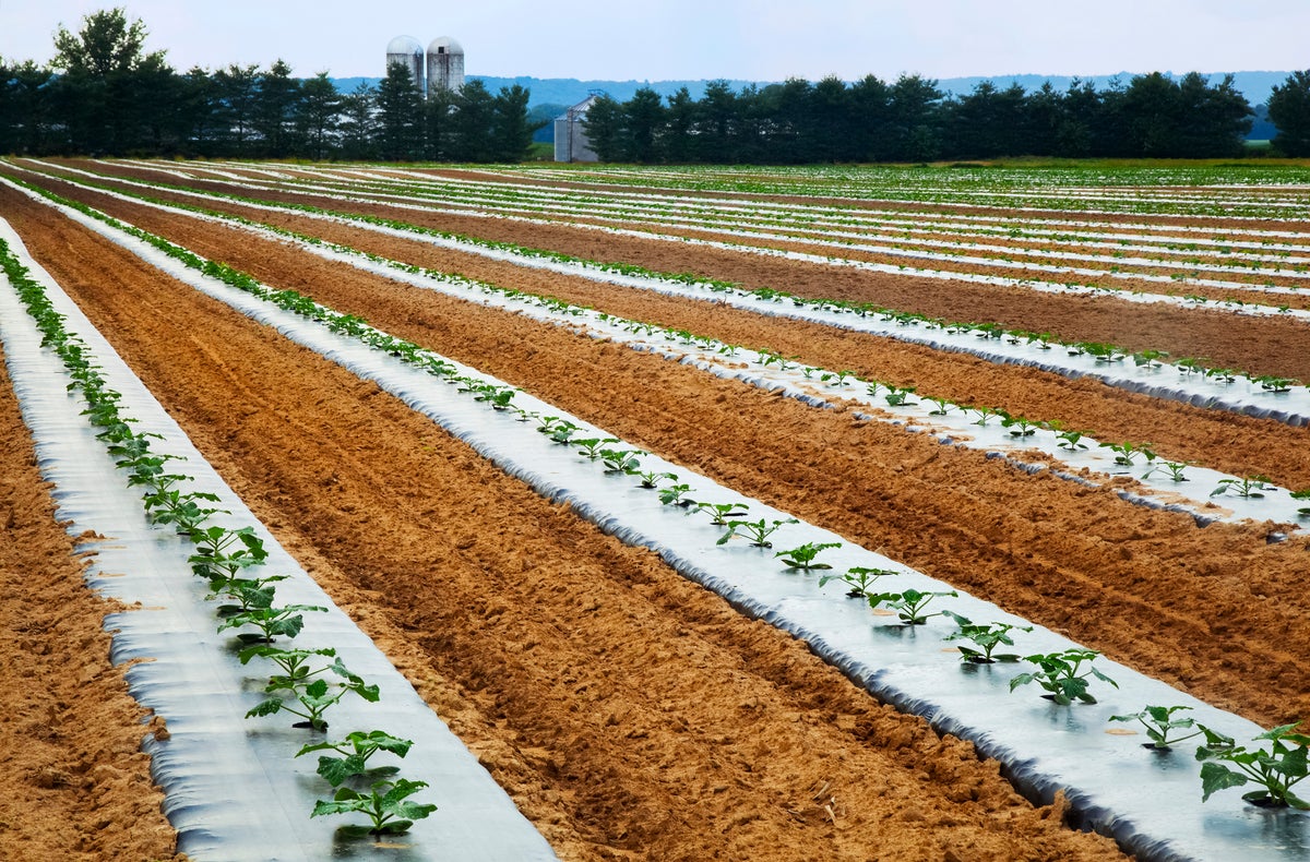 Microplastic Pollution Is Messing with Photosynthesis in Plants