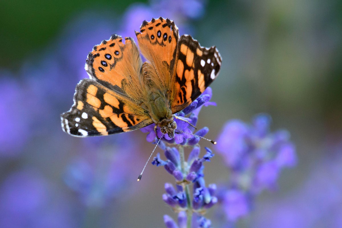 How to Help Butterflies That Are Disappearing