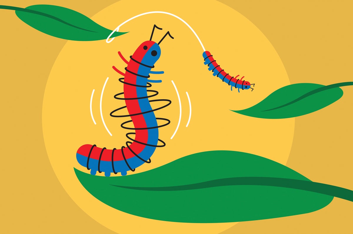 Fight, Flee or Freeze? This Tiny Caterpillar Does a Secret Fourth Thing