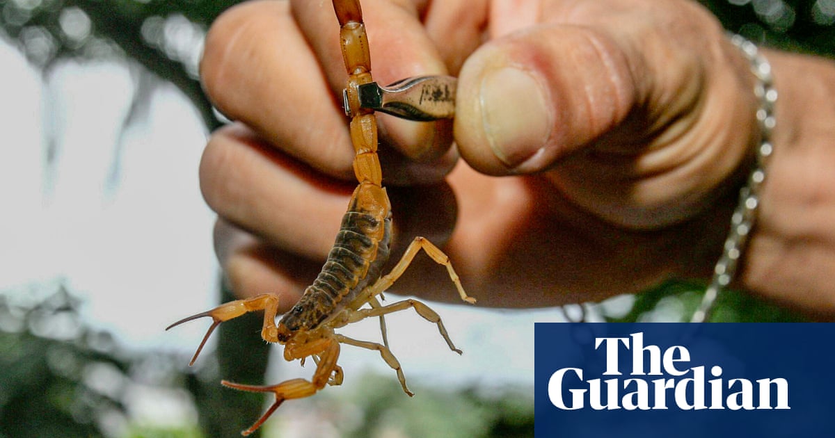 Scorpions ‘taking over’ Brazilian cities with reported stings rising 155%