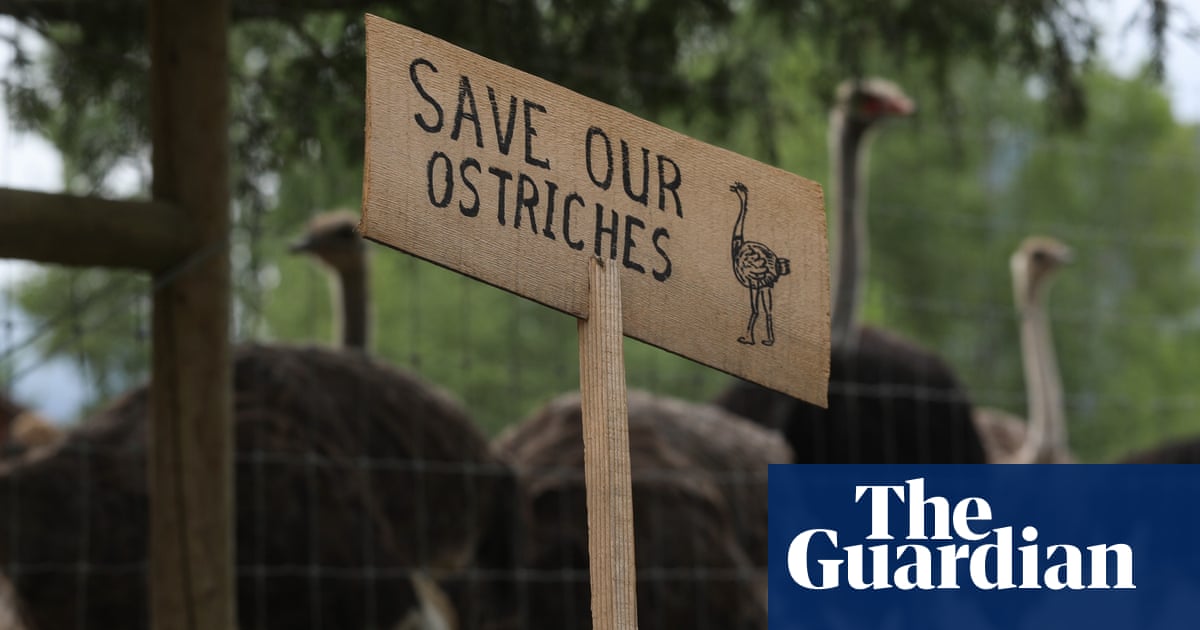 RFK Jr offers to save Canadian ostriches with suspected bird flu and move them to US