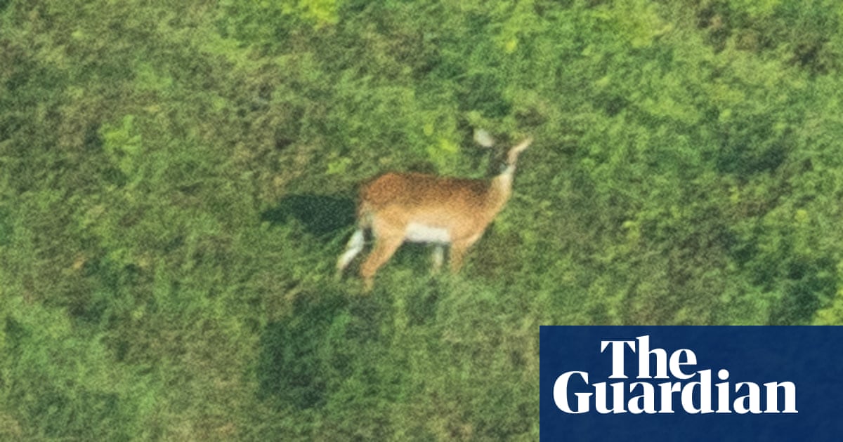Nearly extinct ‘forgotten antelope’ photographed for first time in DRC