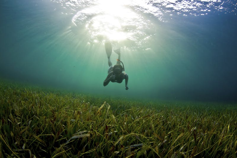 An overlooked climate ally is in deep trouble