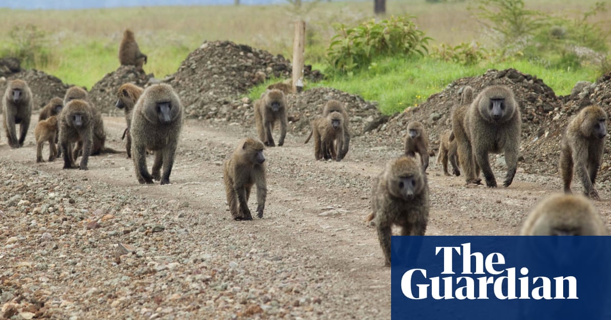 Female baboons with strong relationship to fathers found to live longer