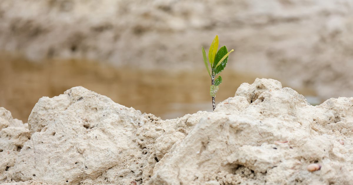 To save a dying forest, this town dug in