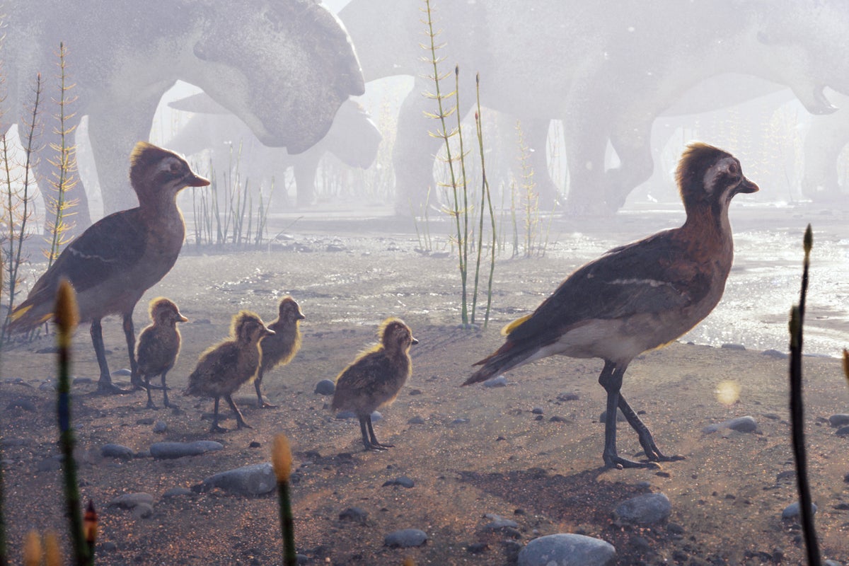 How Birds Began Migrating to the Arctic to Breed