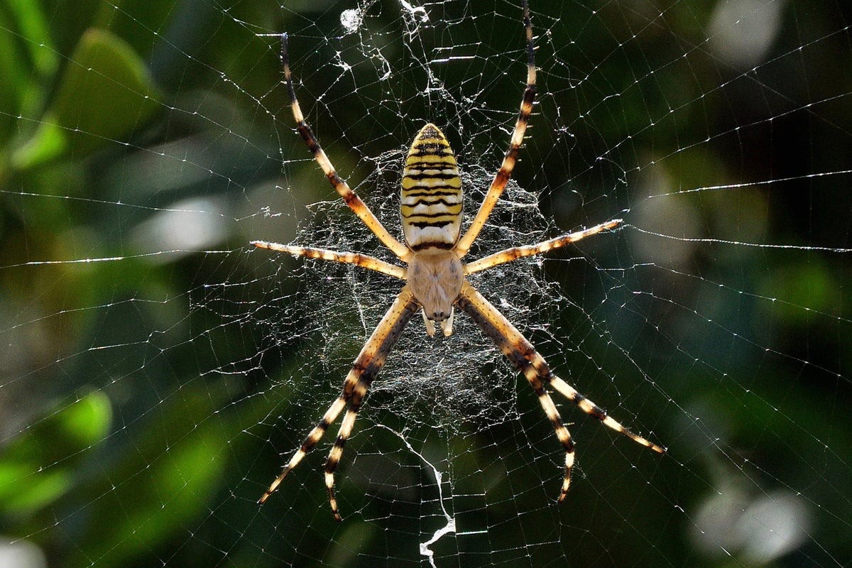 Spider Web Patterns May Help Arachnids Sense Vibrations from Prey