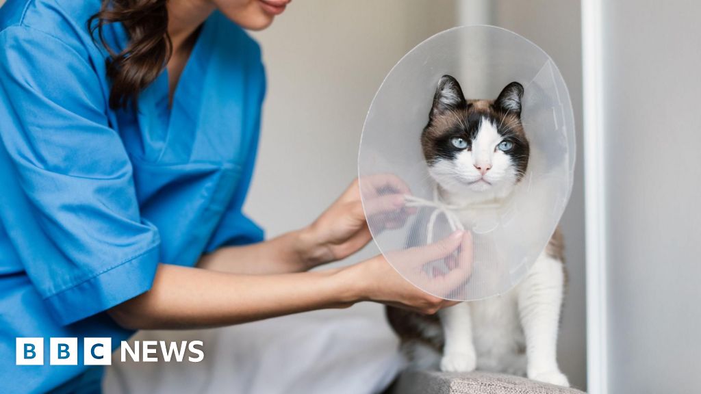 Vets must publish prices so pet owners not overcharged, watchdog says